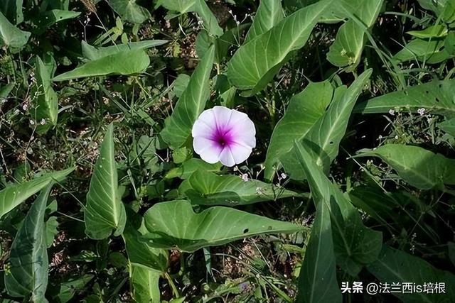 空心菜长哪？北方：土里一年割几茬，南方：“水中青龙”下饭神菜