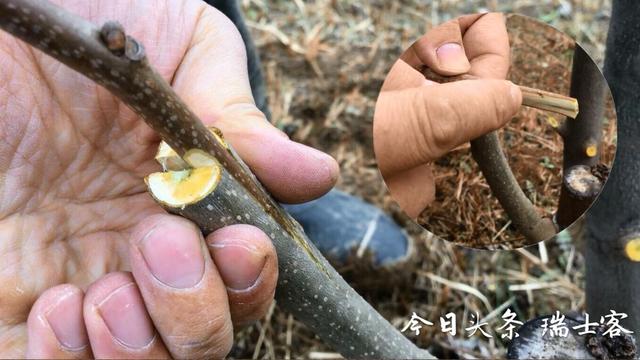 您家有柿树吗？知道如何种植？柿农从嫁接育苗到病虫防治详细讲解