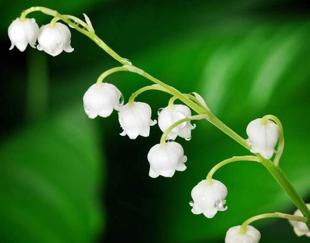 风铃草花形奇特，盆栽掌握四要点，阳台开满“彩铃铛”