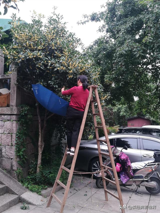 哦，这香飘四季的桂花