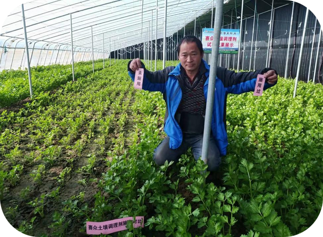 芹菜连茬种植、高产优质的诀窍就是“净土保健”