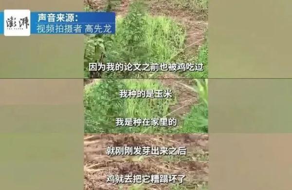 “毕业论文被鸡吃了”？当事人回应→