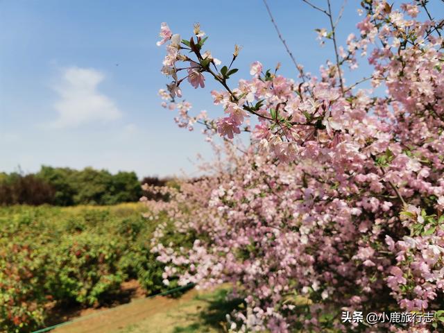 郑州市区5大免费赏花地，公交地铁直达，清明出游正当时