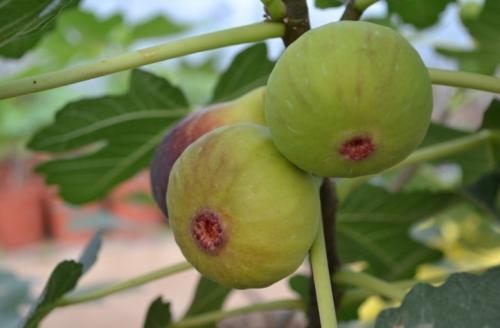 无花果树怎么养？掌握这些种植方法，轻松种好无花果