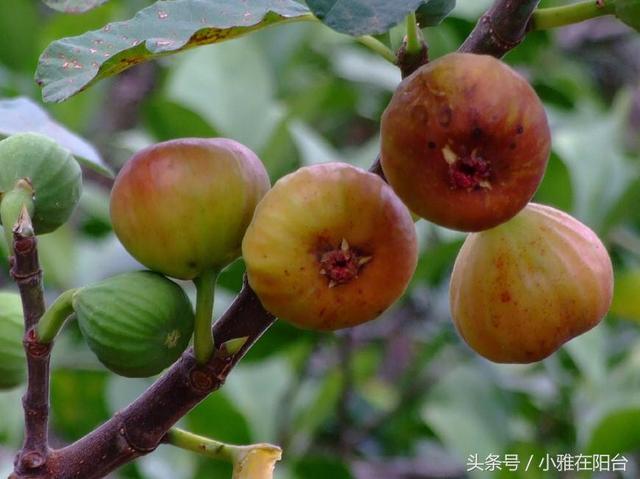 种无花果，用这两个小方法，一年就枝繁叶茂，来年结果满枝