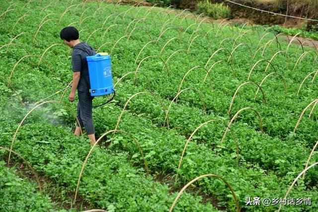 蔬菜要想长得好产量高，掌握住这几点就行了，说别的都没有用