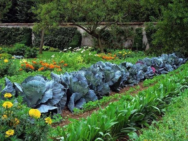 掌握种菜的7个秘密，就可以在院子种出吃不完的蔬菜了