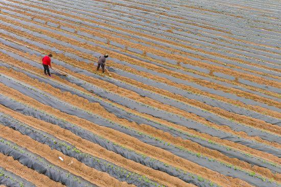 安徽五河：订单红薯种植忙