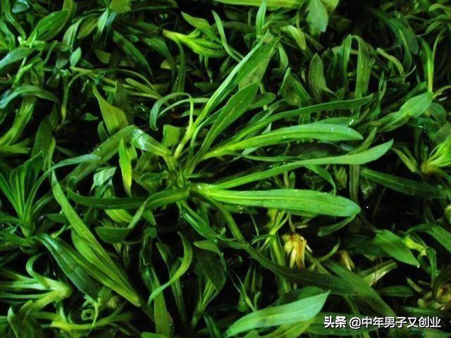 三月份的麦田里有一种美味野菜“面条菜”，现在却很难吃到了！