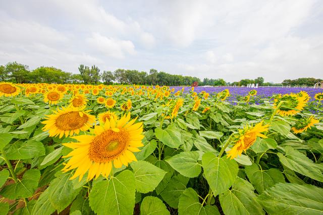 北京最美的季节里，北京号带您打卡秋日花海