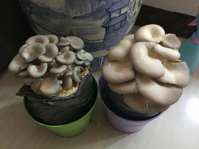 3分钟学会盆栽“蘑菇”，只要一个“菌包”，喷一喷水能吃3个月