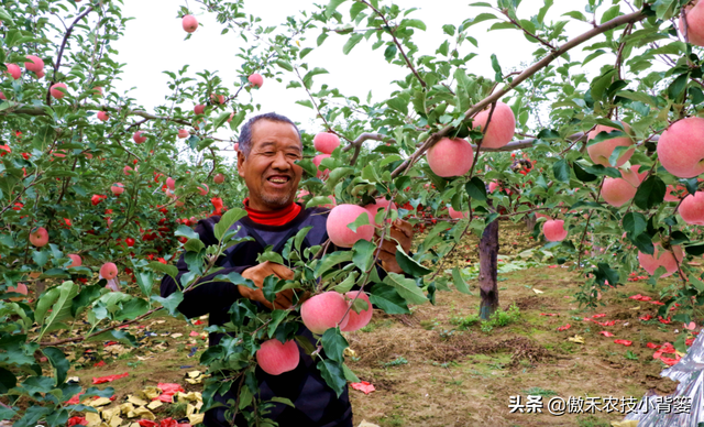 苹果园秋季底肥怎么施效果最好？注意这几点