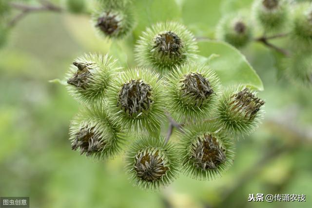 牛蒡栽培技术，技术要点你知道多少？学会并不难