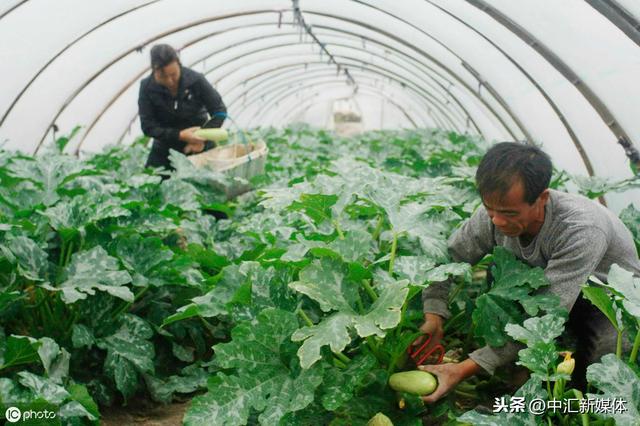 大棚西葫芦如何种植管理