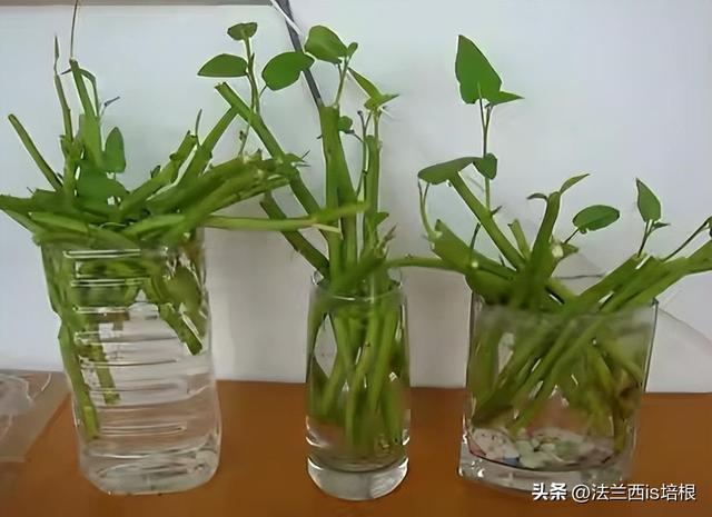 空心菜长哪？北方：土里一年割几茬，南方：“水中青龙”下饭神菜