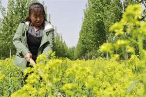 河北适合种植什么药材(唐山丰润：板蓝根花开遍地金)