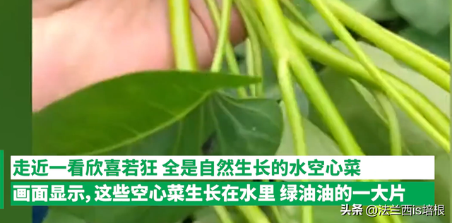 空心菜长哪？北方：土里一年割几茬，南方：“水中青龙”下饭神菜