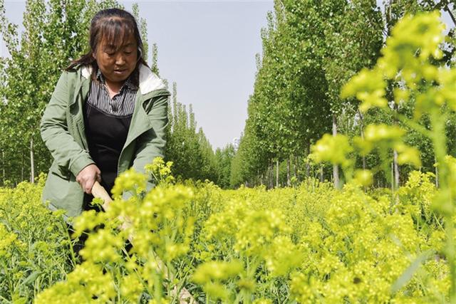 唐山丰润：板蓝根花开遍地金