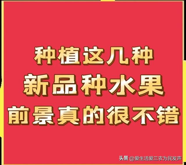 想赚钱的看过来，种植这几种新品种水果，前景真的很不错！