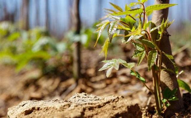 香椿的栽培好管理吗 ？香椿怎么育苗  完整实用高效香椿种植技术