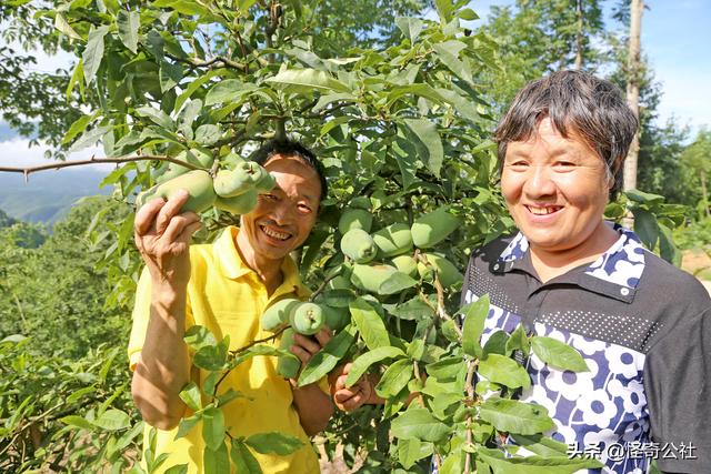 农民郭先华笑谈木瓜种植经验：记住2条，一是要傻，二是要蠢