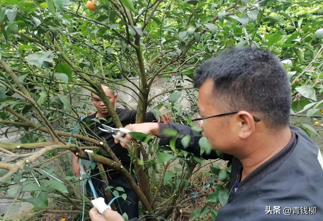 柑橘绿色高效栽培管理技术：胥丰分享经验