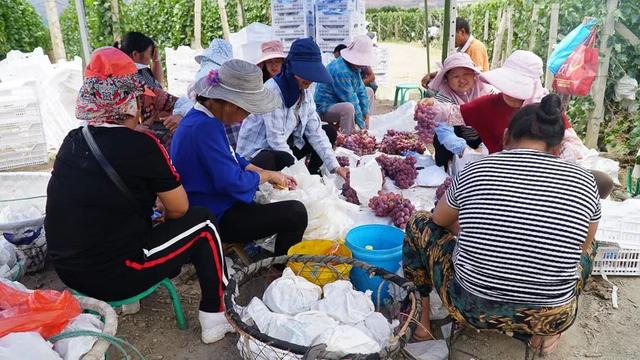 「今日宾川」标准化种植成效显 宾川葡萄效益好