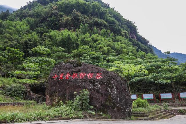 泸州合江：昔日“野草草”金钗石斛，变身新产业