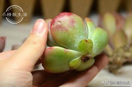 买到了无根的多肉植物，并且很长时间不发根？来试试这种方法