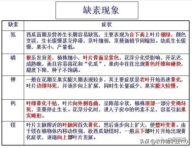 图文并茂详解西瓜栽培！这些都是核心技术！