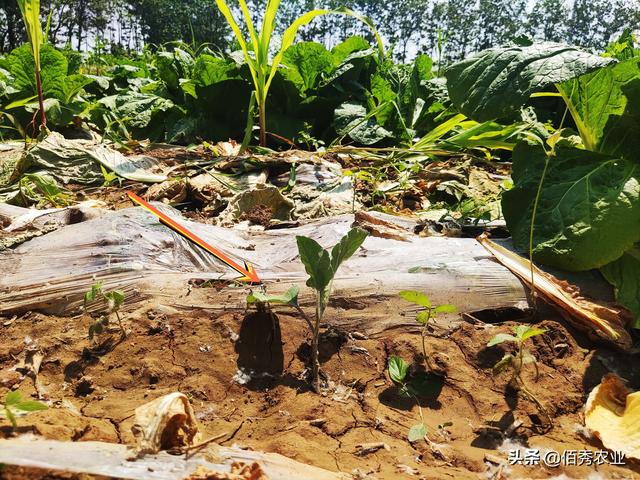 比粮食效益高，比中药材稳定，农民“三茬蔬菜”种植法，堪称典范