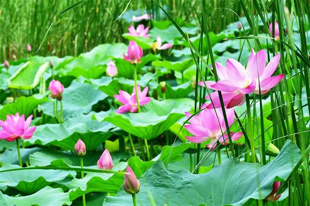 北京最美的季节里，北京号带您打卡秋日花海