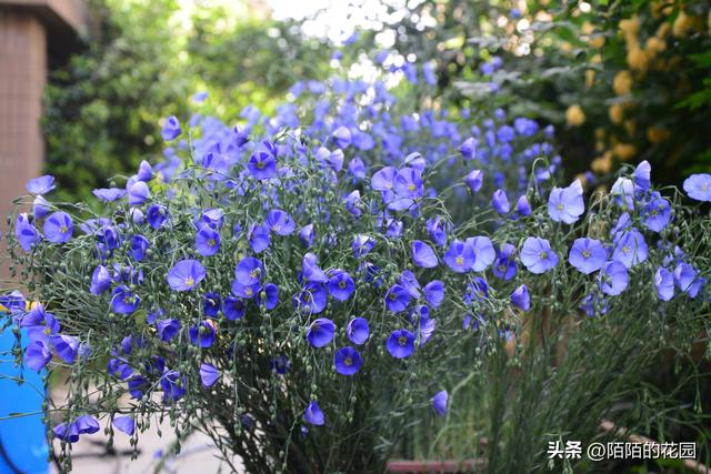 北方庭院每月都想赏花？就选这些花搭配种植