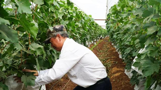 「今日宾川」标准化种植成效显 宾川葡萄效益好