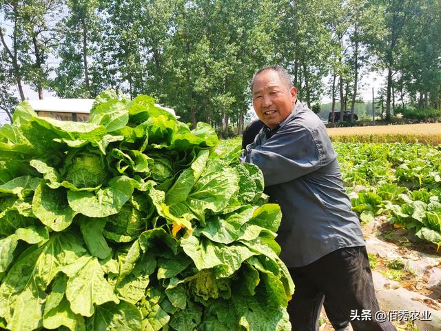 比粮食效益高，比中药材稳定，农民“三茬蔬菜”种植法，堪称典范