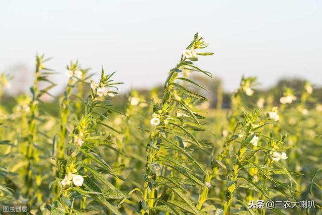 芝麻要高产，播种尽量浅！具体怎么管？专家给答案！