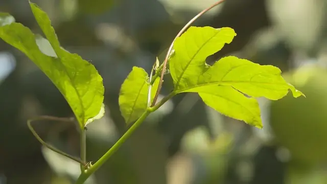 平和：青枣套种百香果，一份土地产生两份收益