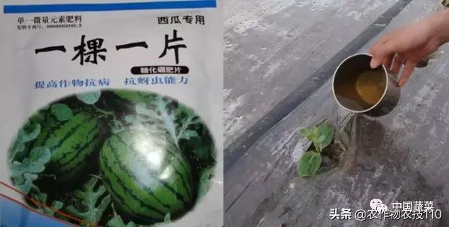 图文并茂详解西瓜栽培！这些都是核心技术！