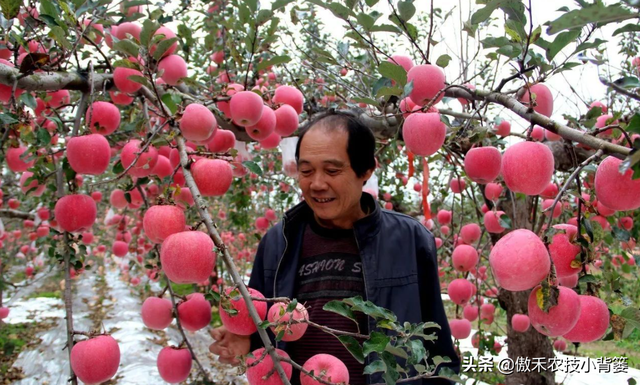 苹果园秋季底肥怎么施效果最好？注意这几点