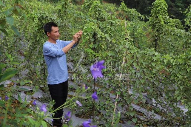 江西安福：中药材种植助农增收