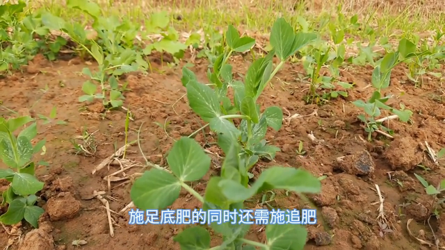 【豌豆种植】豌豆要长得好，管理少不了，你都会吗？