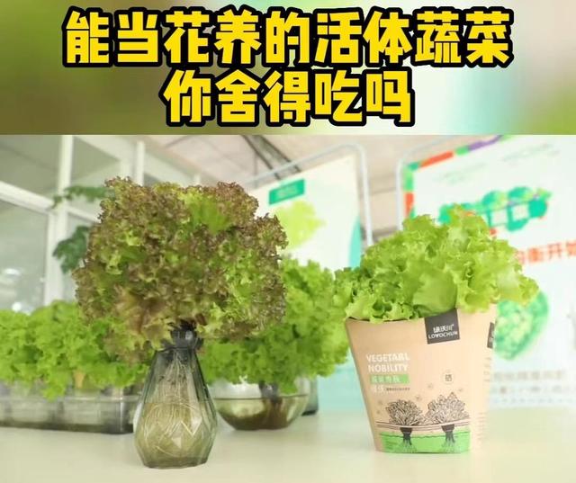 超级大棚投资2500万每天产菜两吨，管理只需7-8人，多久能够回本