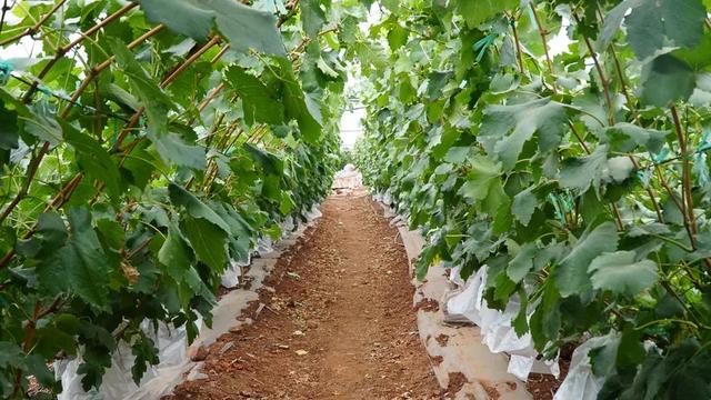 「今日宾川」标准化种植成效显 宾川葡萄效益好