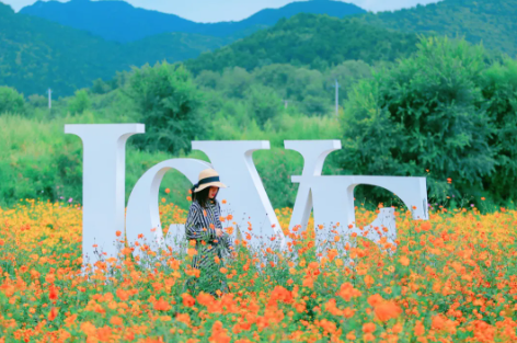 北京最美的季节里，北京号带您打卡秋日花海