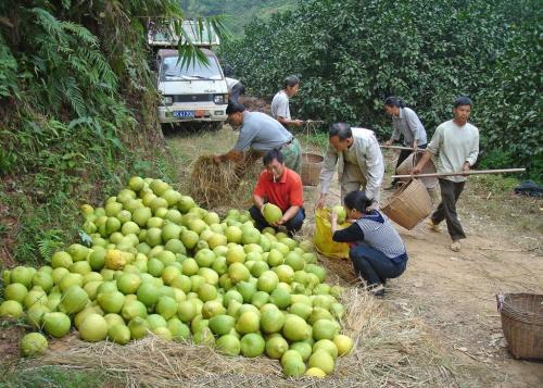 蜜柚种植怎么管理？蜜柚全年栽培管理经验汇总