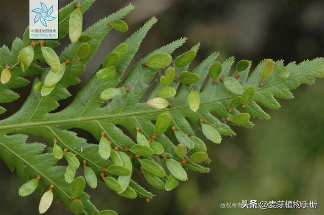 胎生的蕨类植物叶片上长出许多小珠芽，珠芽落地能长成新植株