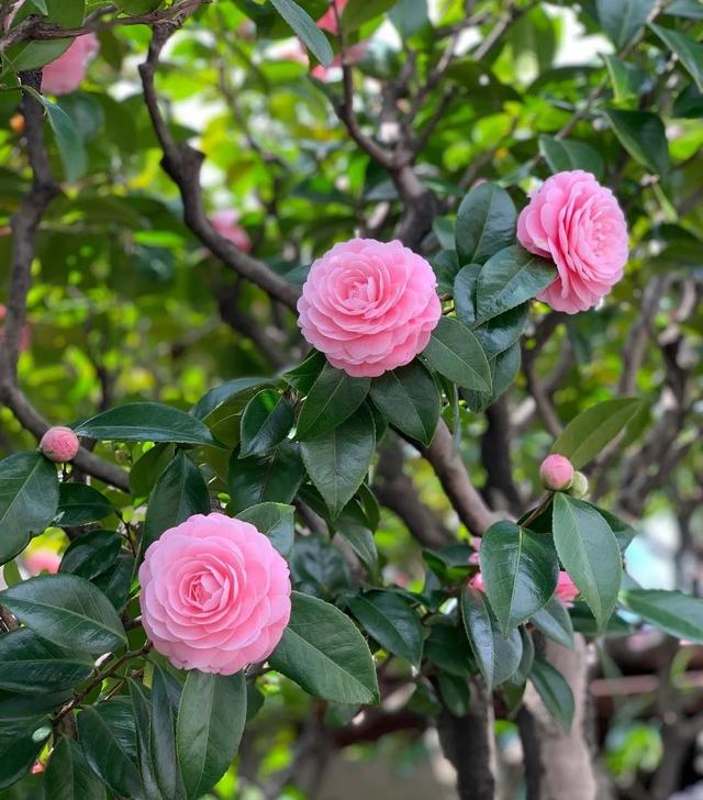 “春不冷，夏不热，秋不干，冬不湿”，茶花的四季莳养