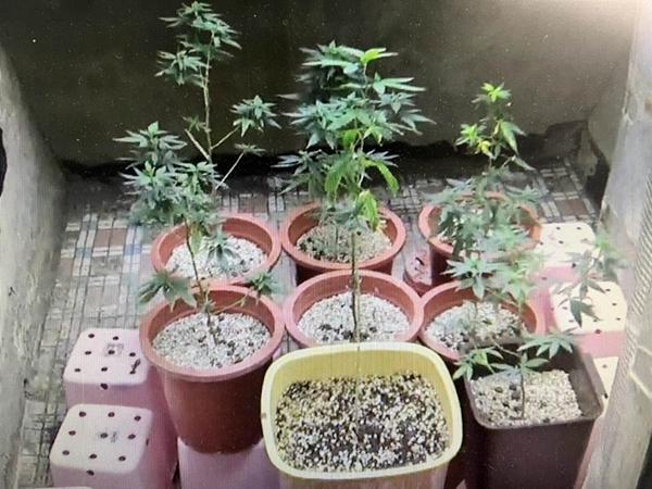 台男子租两处公寓顶楼自学种大麻 警方现场起获“大麻种植教学手册”