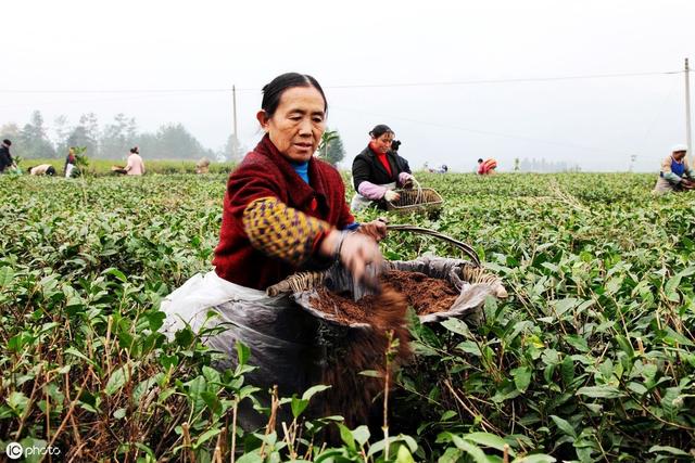 茶叶种植现状与栽培管理技术措施探讨