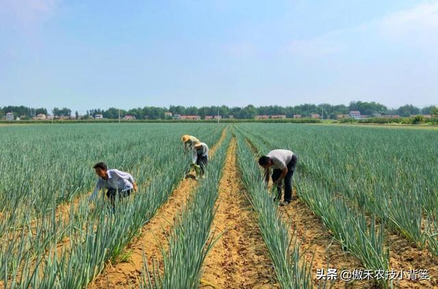 秋季种植大葱，如何栽种管理才能让大葱长势更好、产量更高？